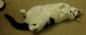 Sugar-cat