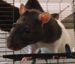 Ziggy-rat