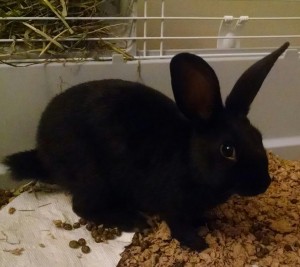 cocoa