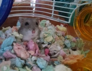 dwarf-hamster-powder