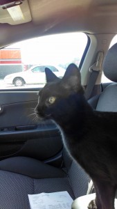sneezy-black-cat